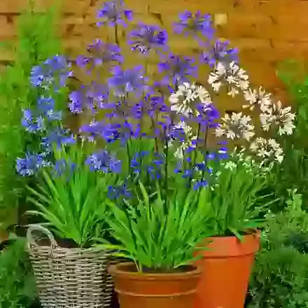 Balcony & Patio Collections